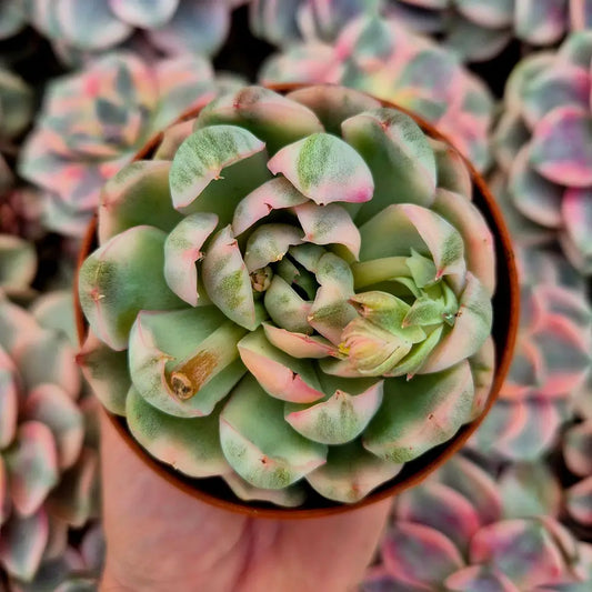 Echeveria ’Strawberry Cake’ variegada