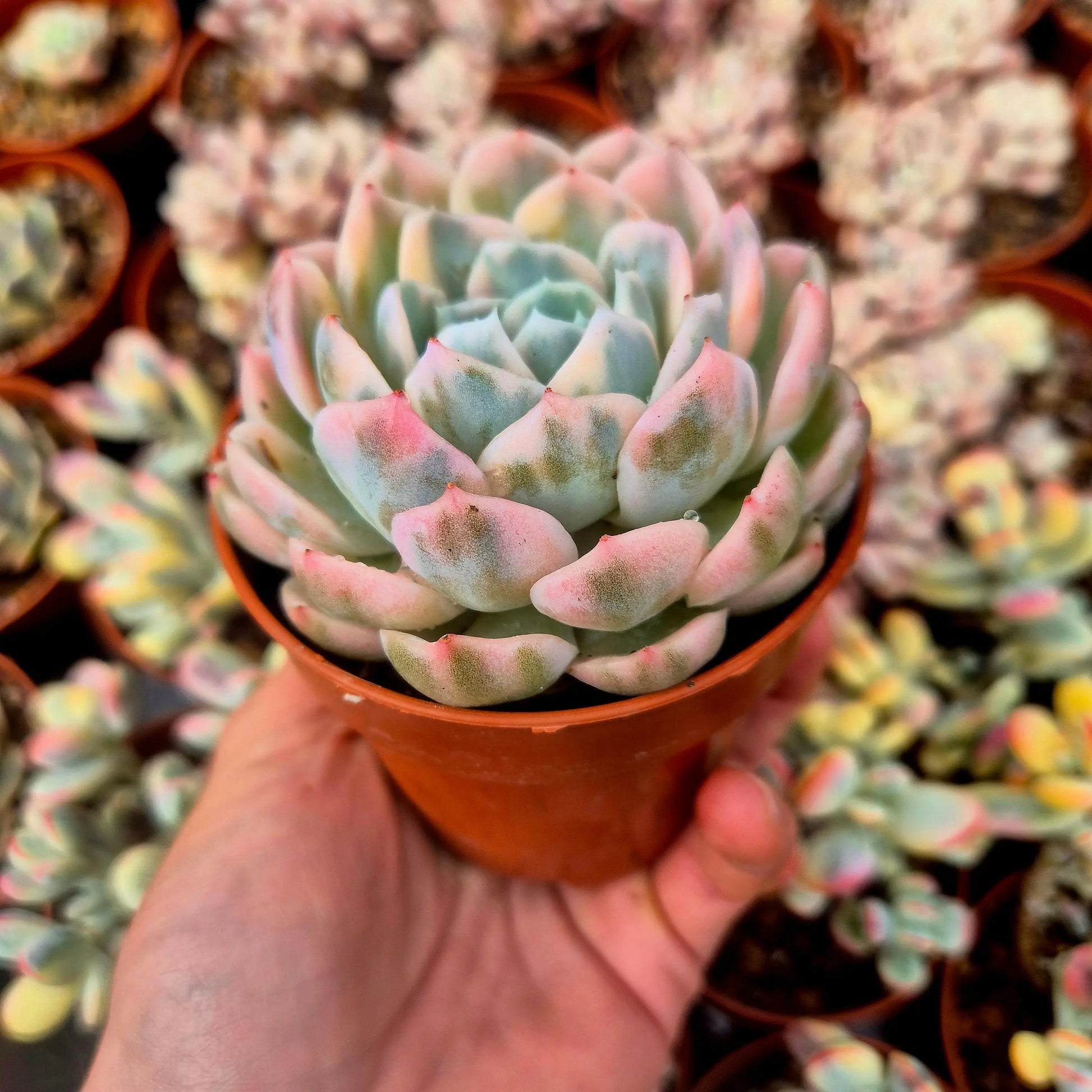 Echeveria ’Strawberry Cake’ variegada