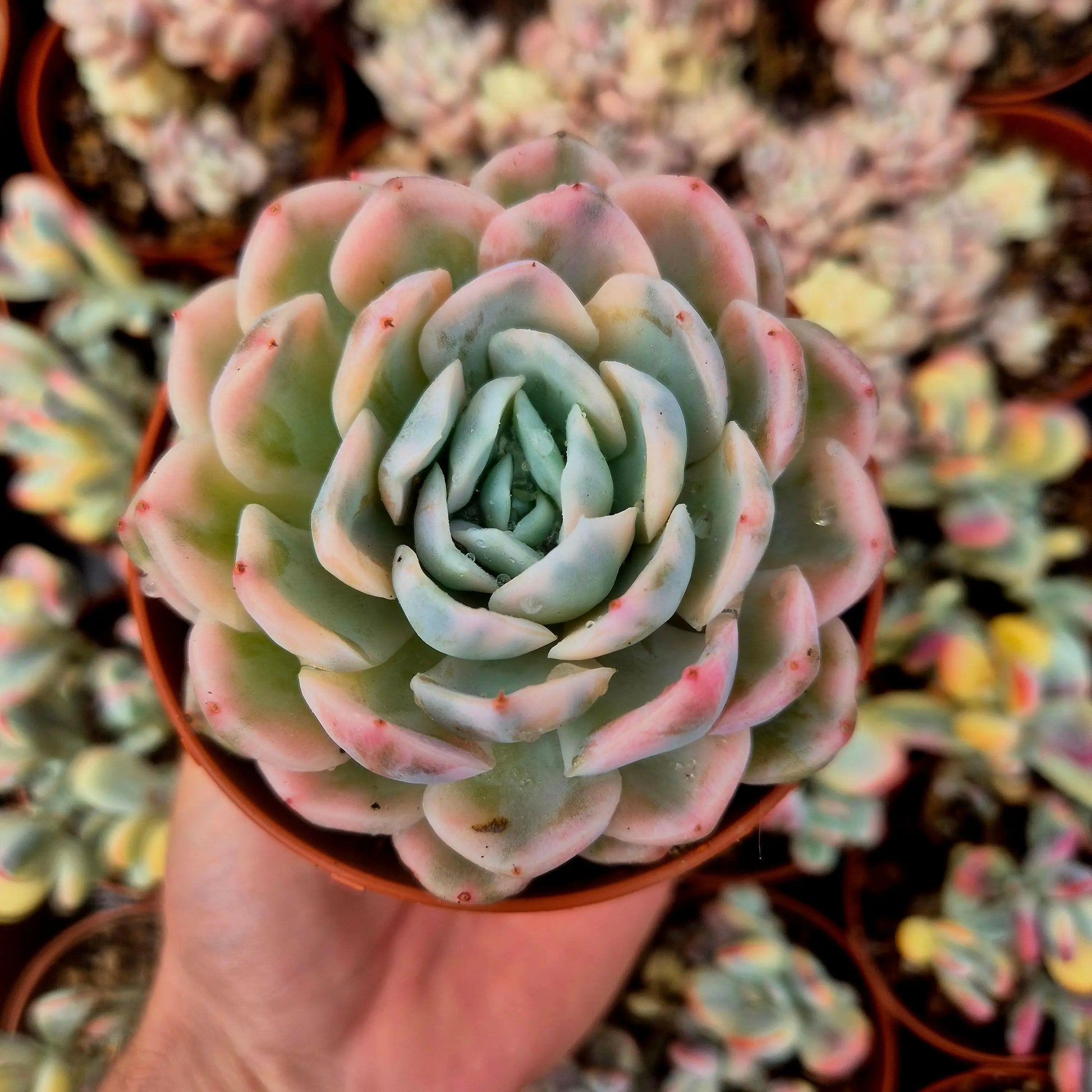 Echeveria ’Strawberry Cake’ variegada