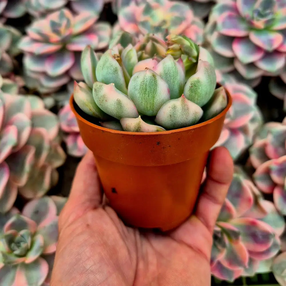 Echeveria ’Strawberry Cake’ variegada
