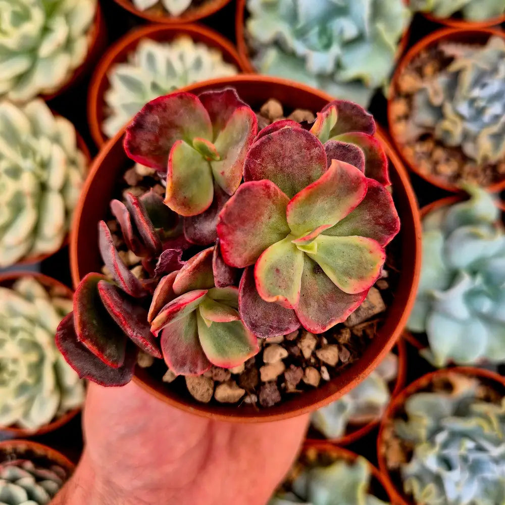 Echeveria ’Suyon’ variegada