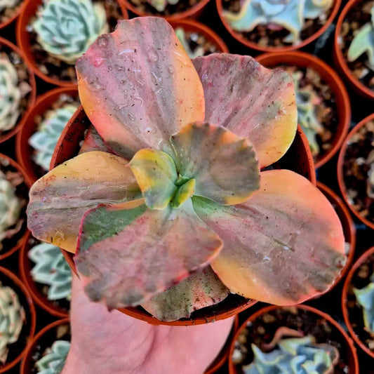 Echeveria ’Suyon’ variegada rainbow
