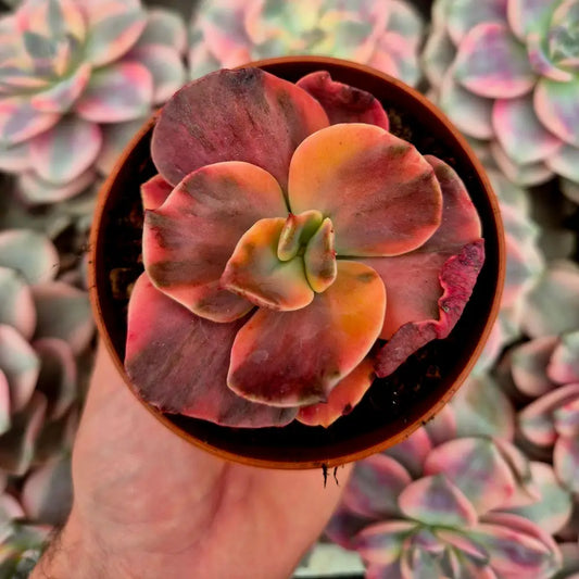 Echeveria ’Suyon’ variegada rainbow