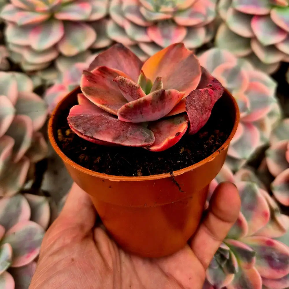 Echeveria ’Suyon’ variegada rainbow
