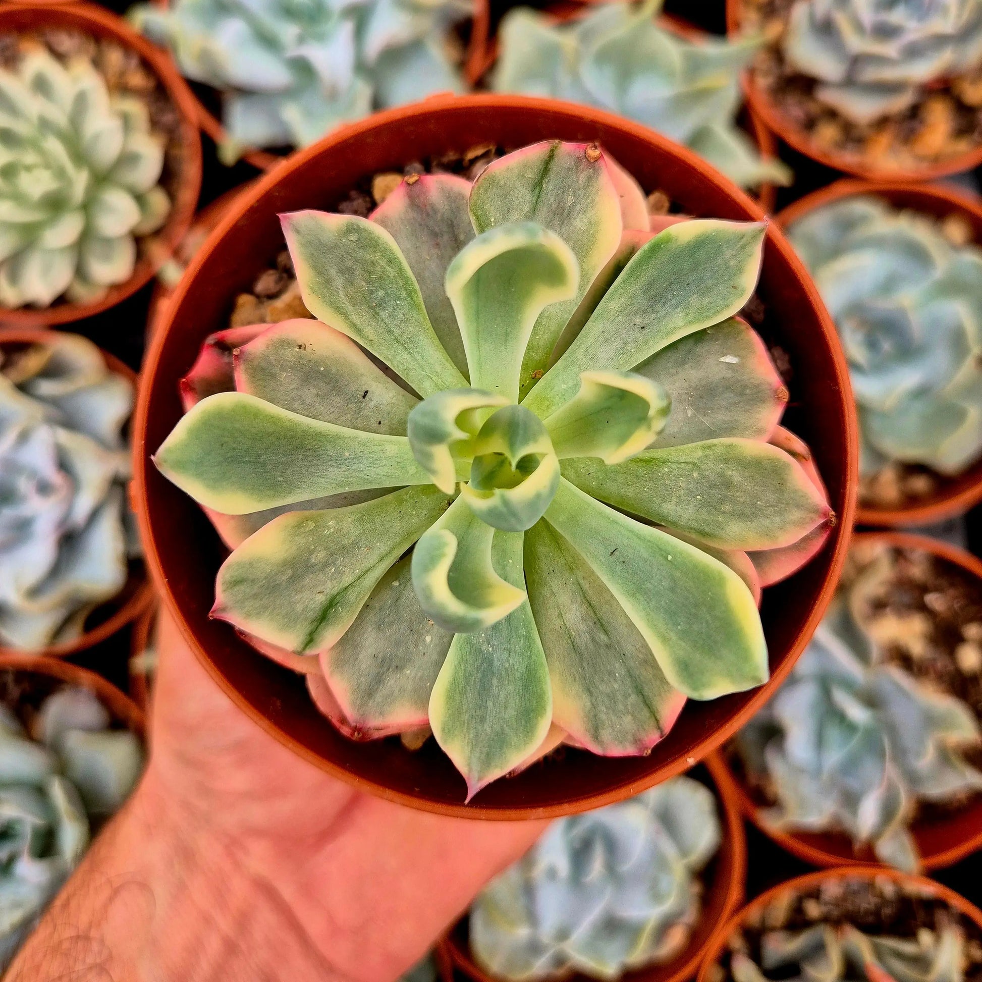 Echeveria ’Tearless’ variegada