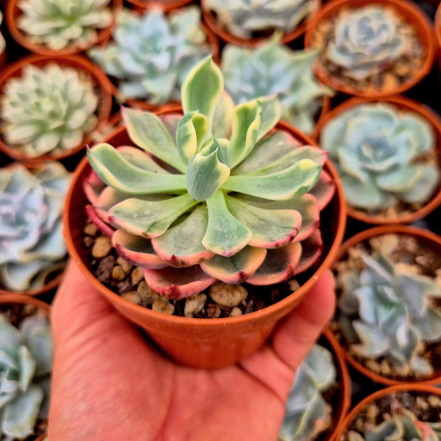 Echeveria ’Tearless’ variegada