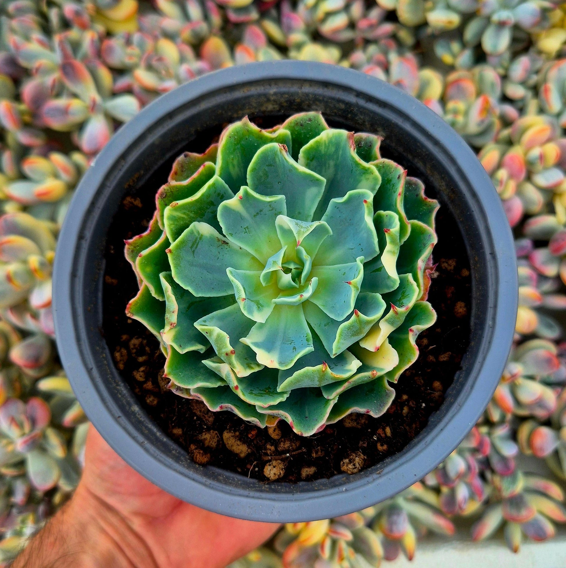 Echeveria ’Tsunami’ variegada