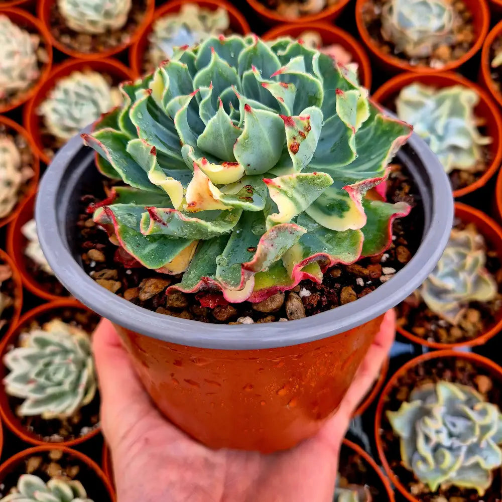 Echeveria ’Tsunami’ variegada