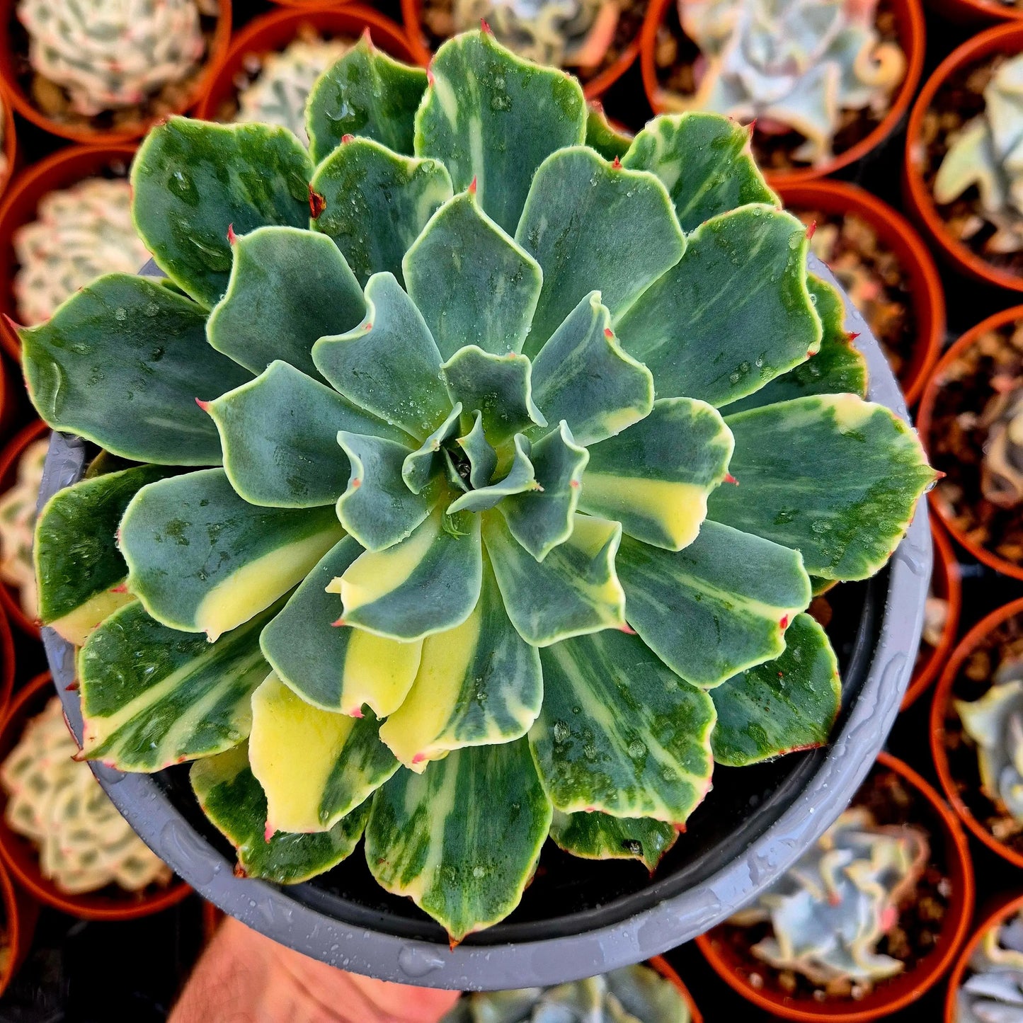 Echeveria ’Tsunami’ variegada