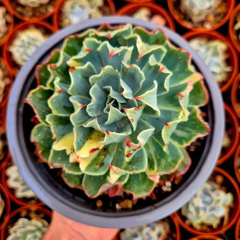 Echeveria ’Tsunami’ variegada