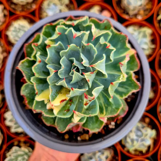 Echeveria ’Tsunami’ variegada