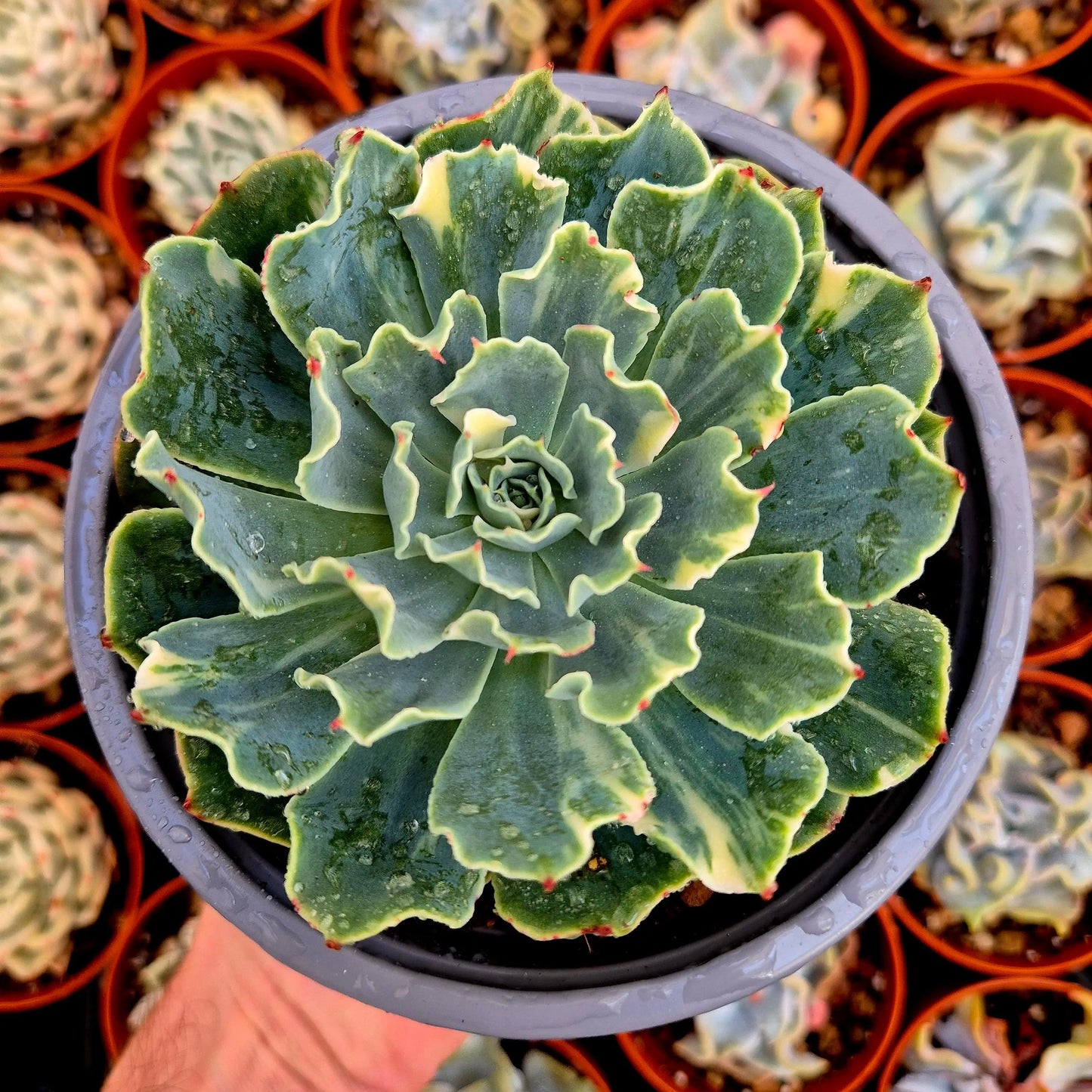 Echeveria ’Tsunami’ variegada