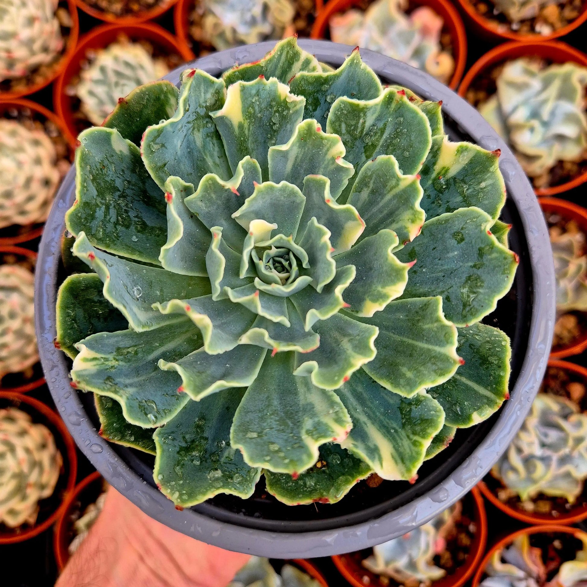 Echeveria ’Tsunami’ variegada