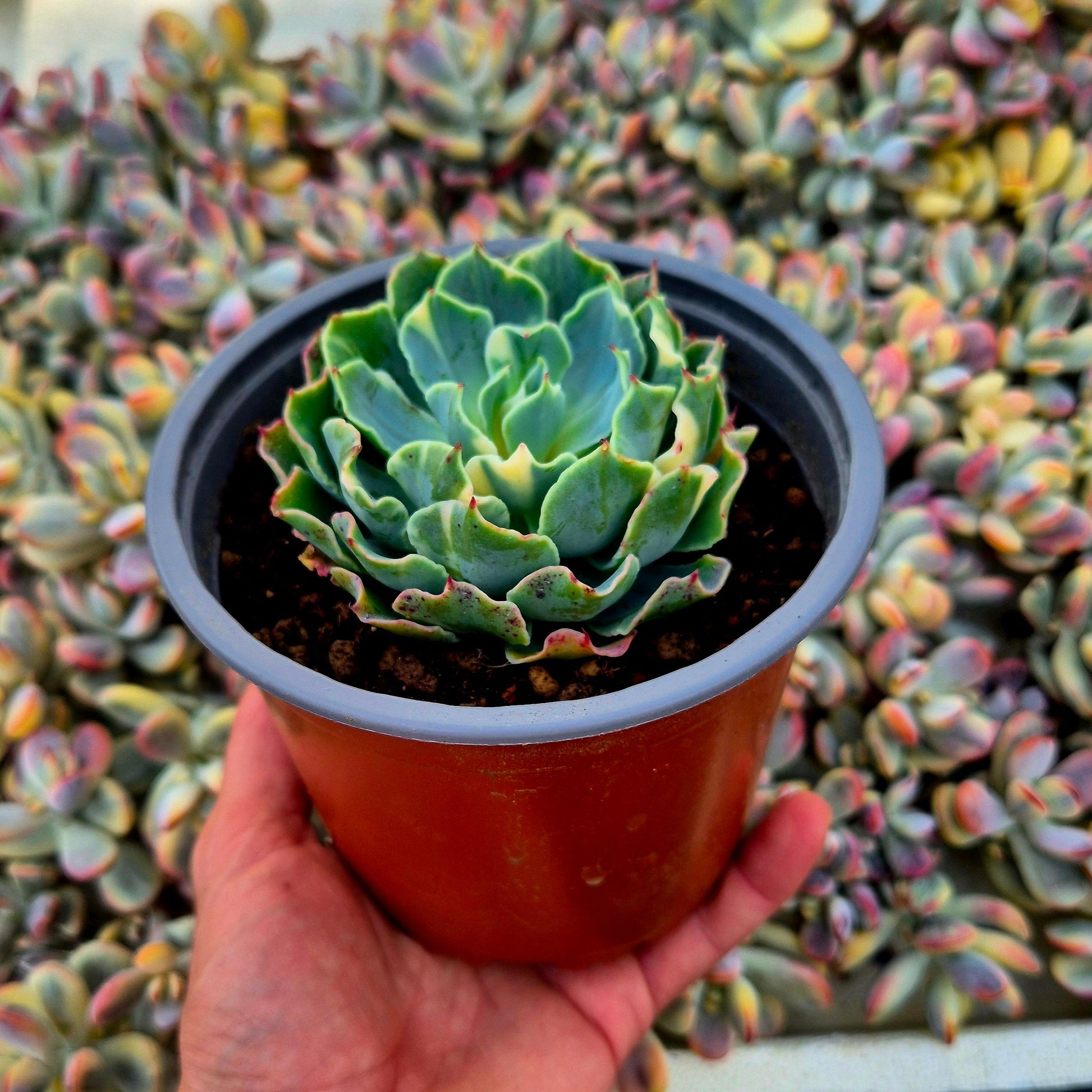 Echeveria ’Tsunami’ variegada