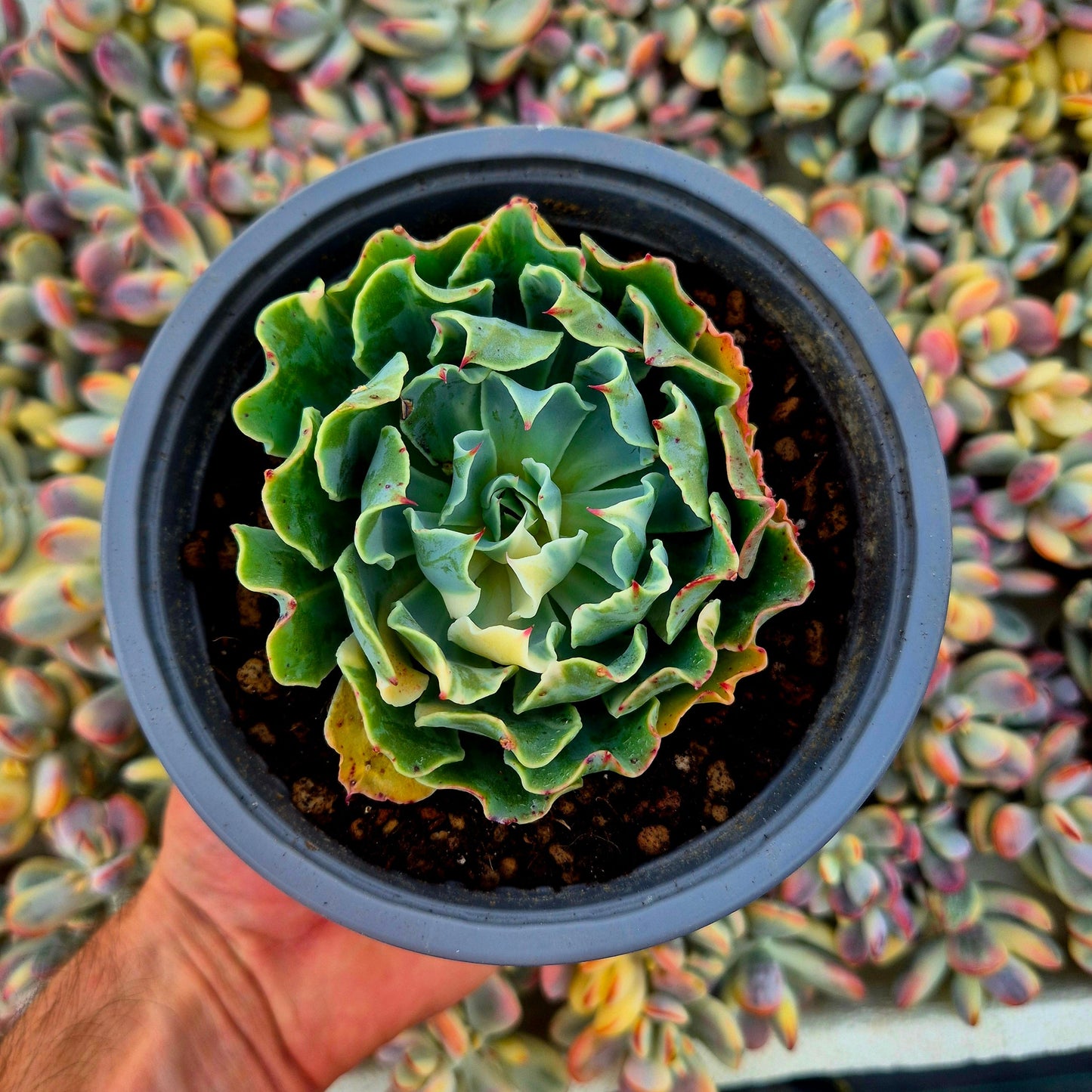 Echeveria ’Tsunami’ variegada