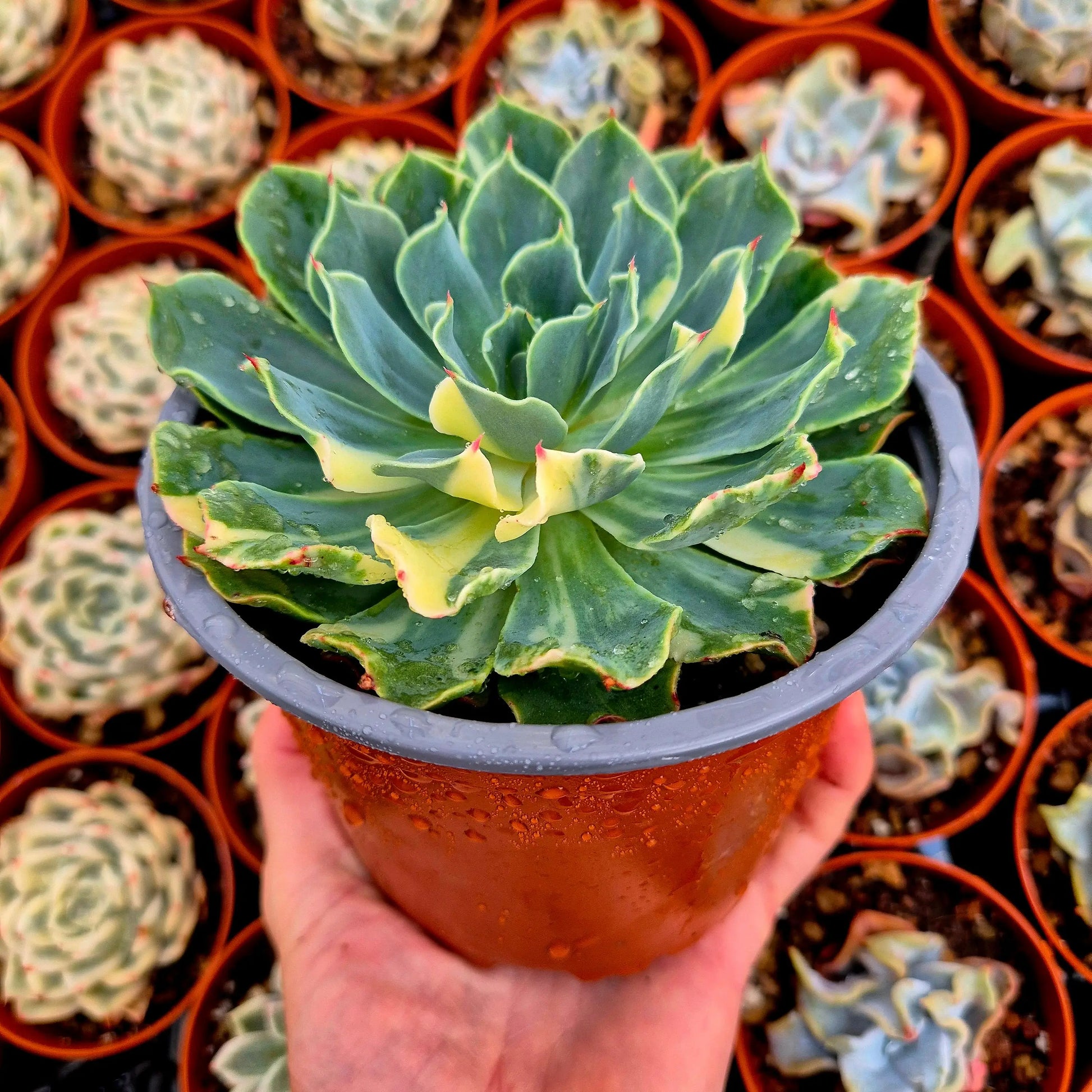 Echeveria ’Tsunami’ variegada
