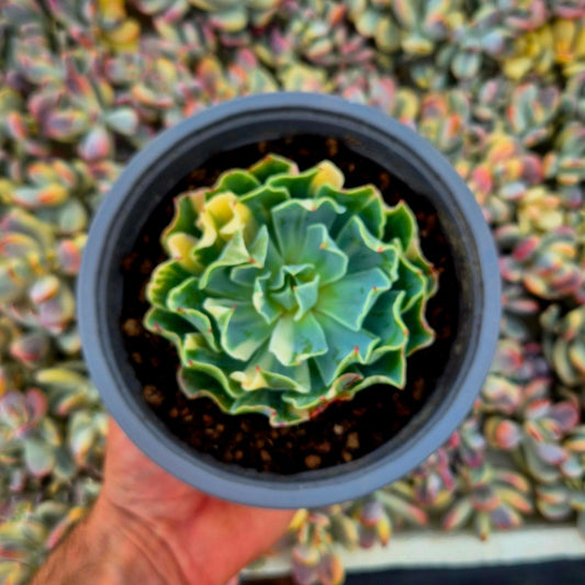 Echeveria ’Tsunami’ variegada