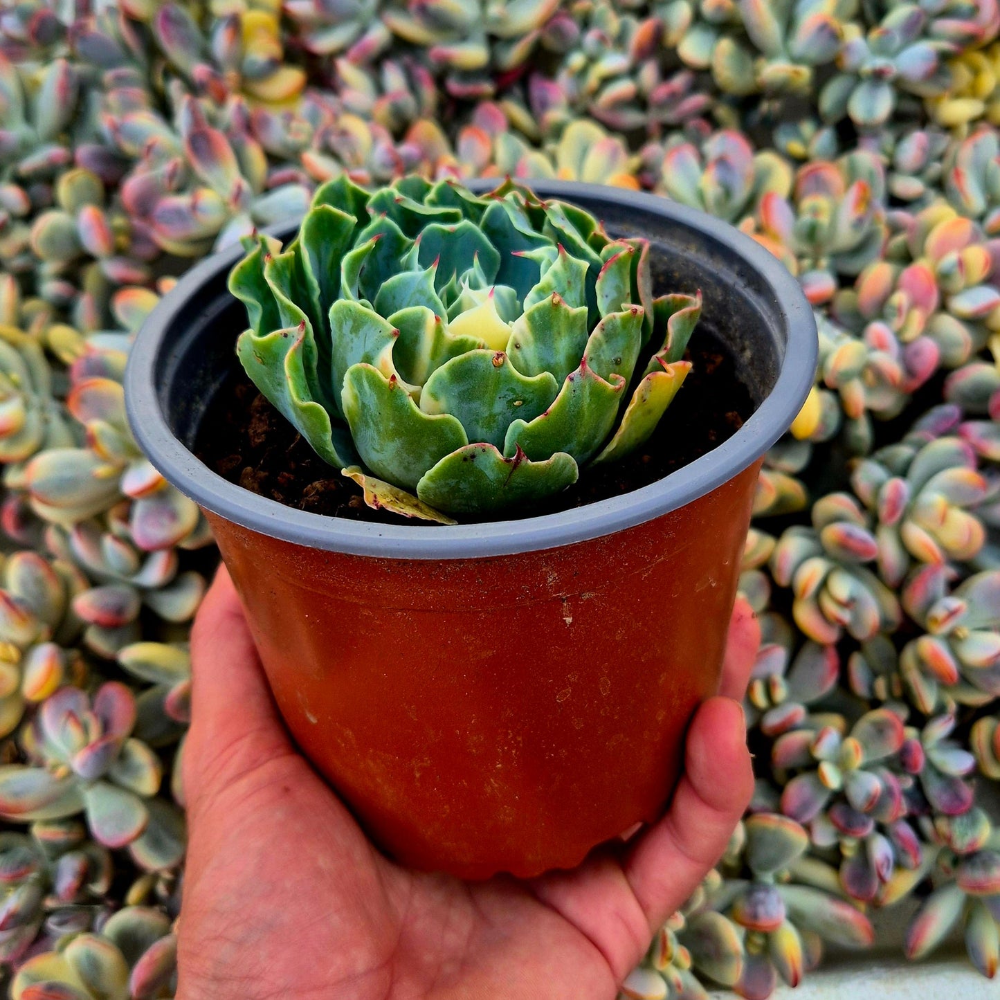 Echeveria ’Tsunami’ variegada