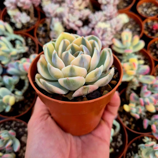 Echeveria ’Tynie Burguer’ variegada