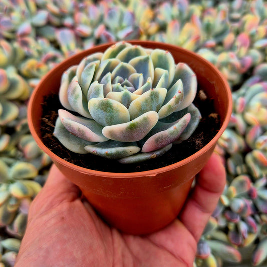 Echeveria ’Tynie Burguer’ variegada