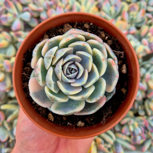 Echeveria ’Tynie Burguer’ variegada
