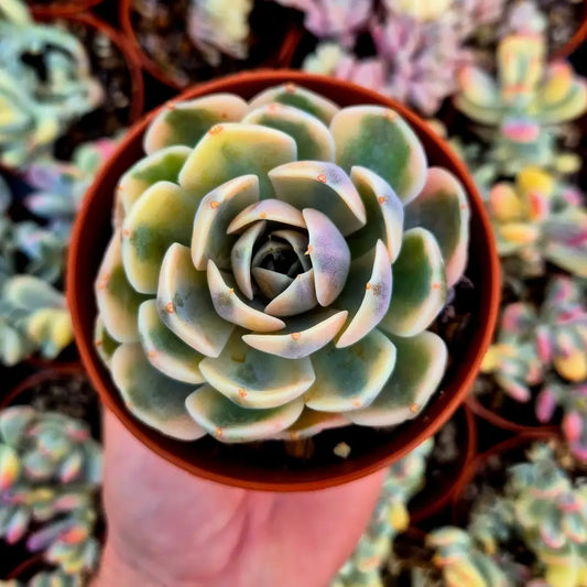 Echeveria ’Tynie Burguer’ variegada