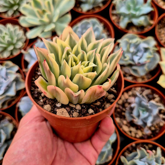 Echeveria ’Waves’ variegada