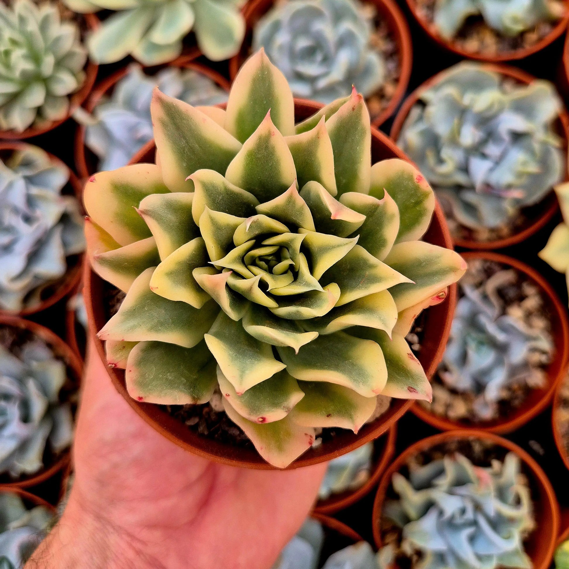 Echeveria ’Waves’ variegada