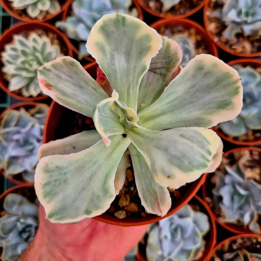 Echeveria ’White Angel’ variegada