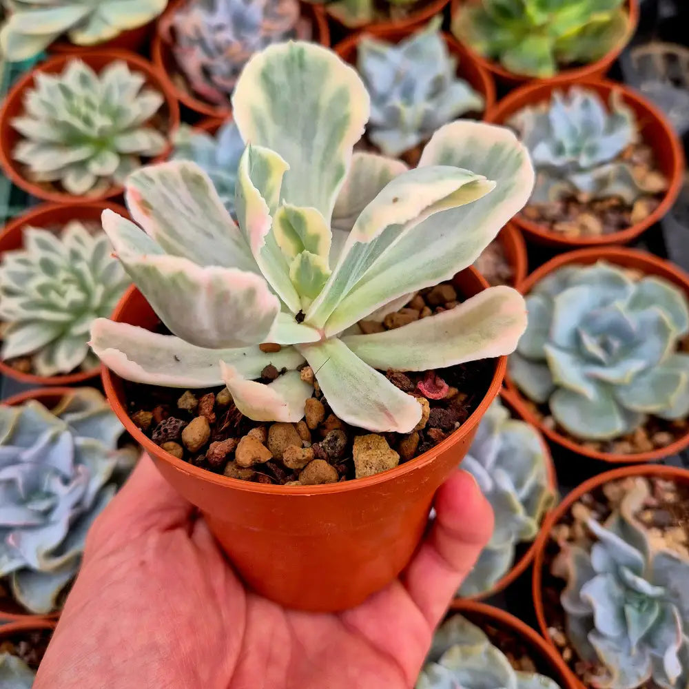 Echeveria ’White Angel’ variegada