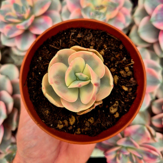Echeveria ’White Suyon’ variegada