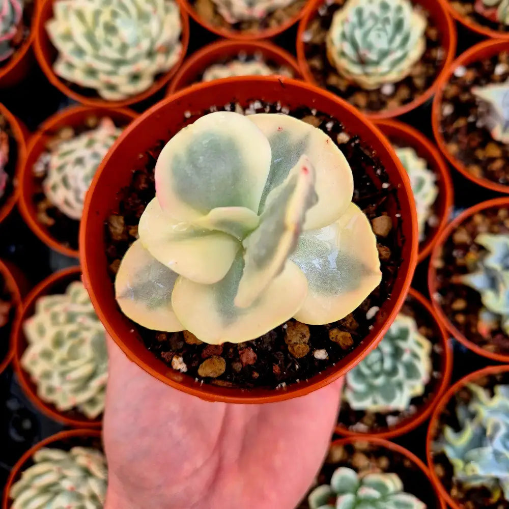 Echeveria ’White Suyon’ variegada