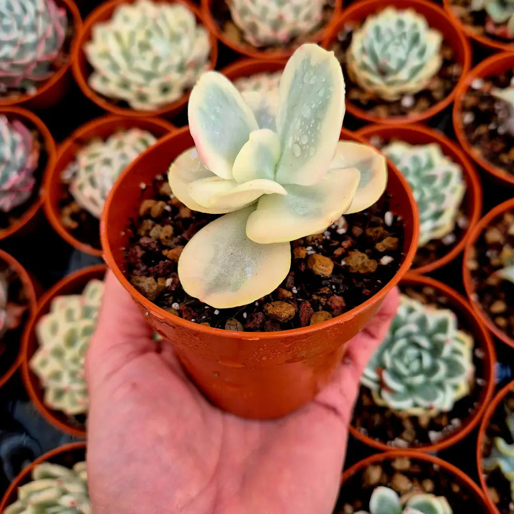 Echeveria ’White Suyon’ variegada