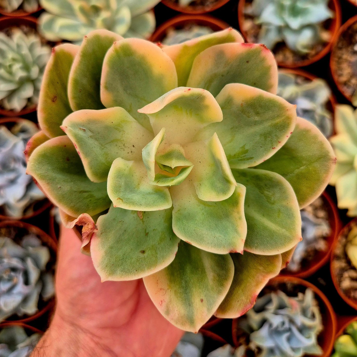 Echeveria ’Xing Na Ta’ variegada