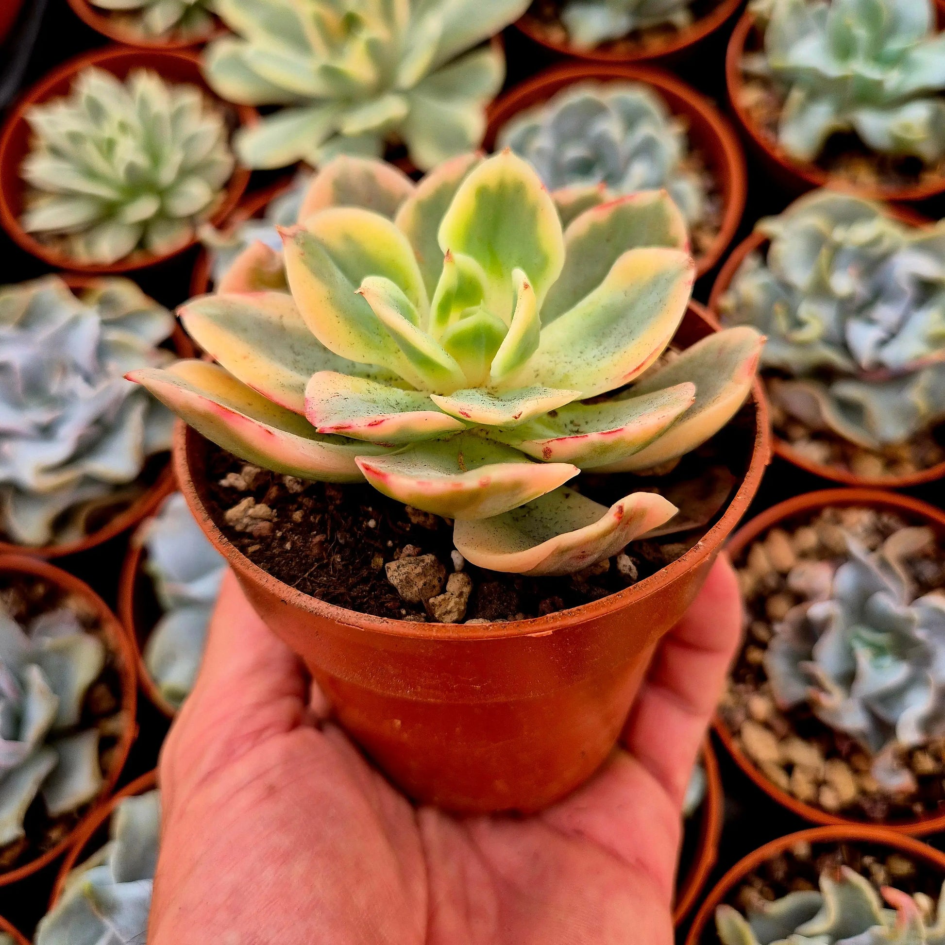 Echeveria ’Xing Na Ta’ variegada