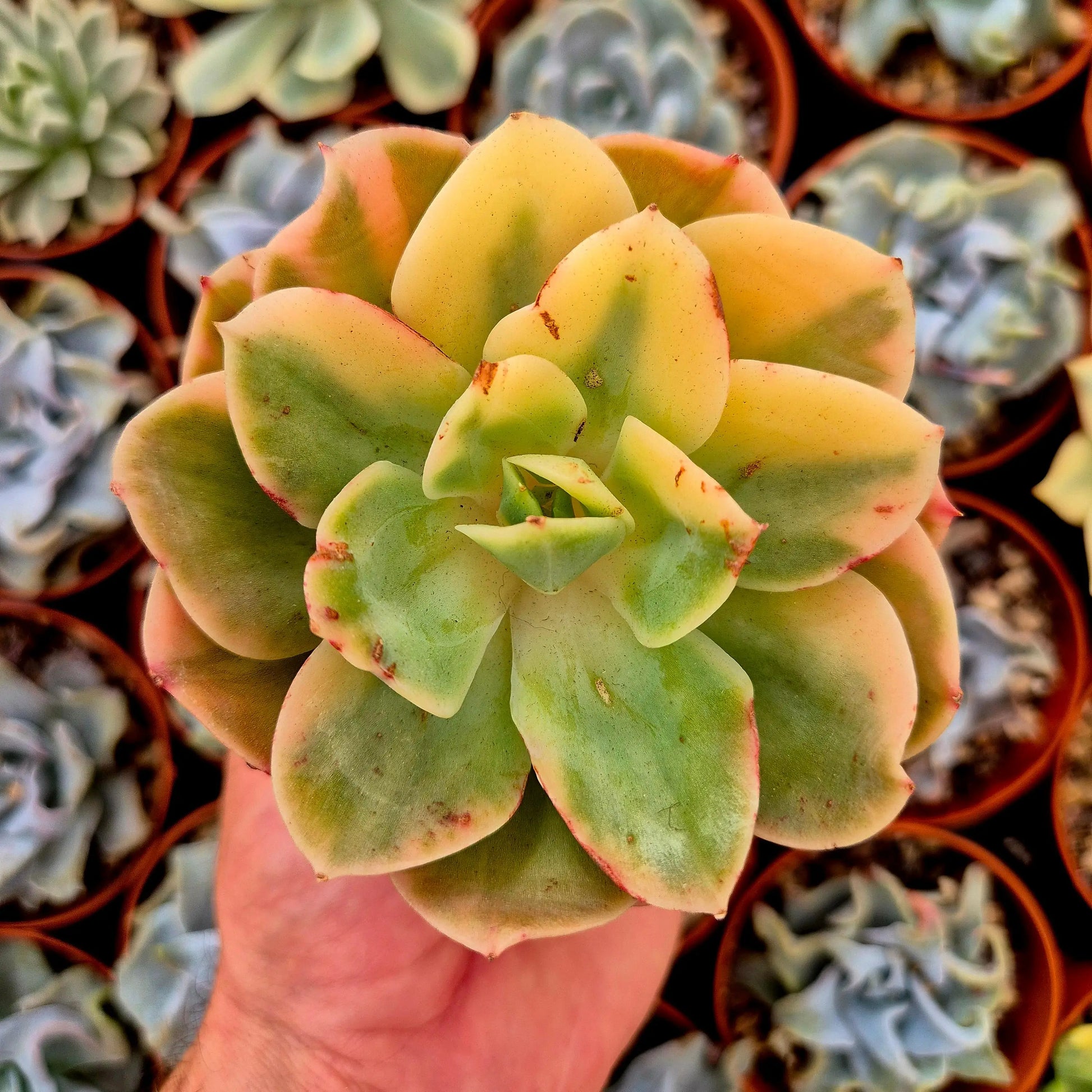Echeveria ’Xing Na Ta’ variegada