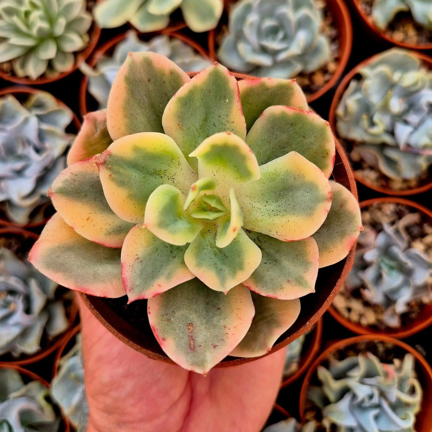 Echeveria ’Xing Na Ta’ variegada