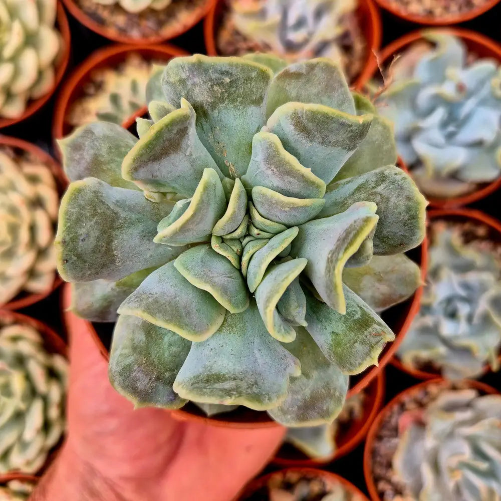 Echeveria ’Yun Yao’