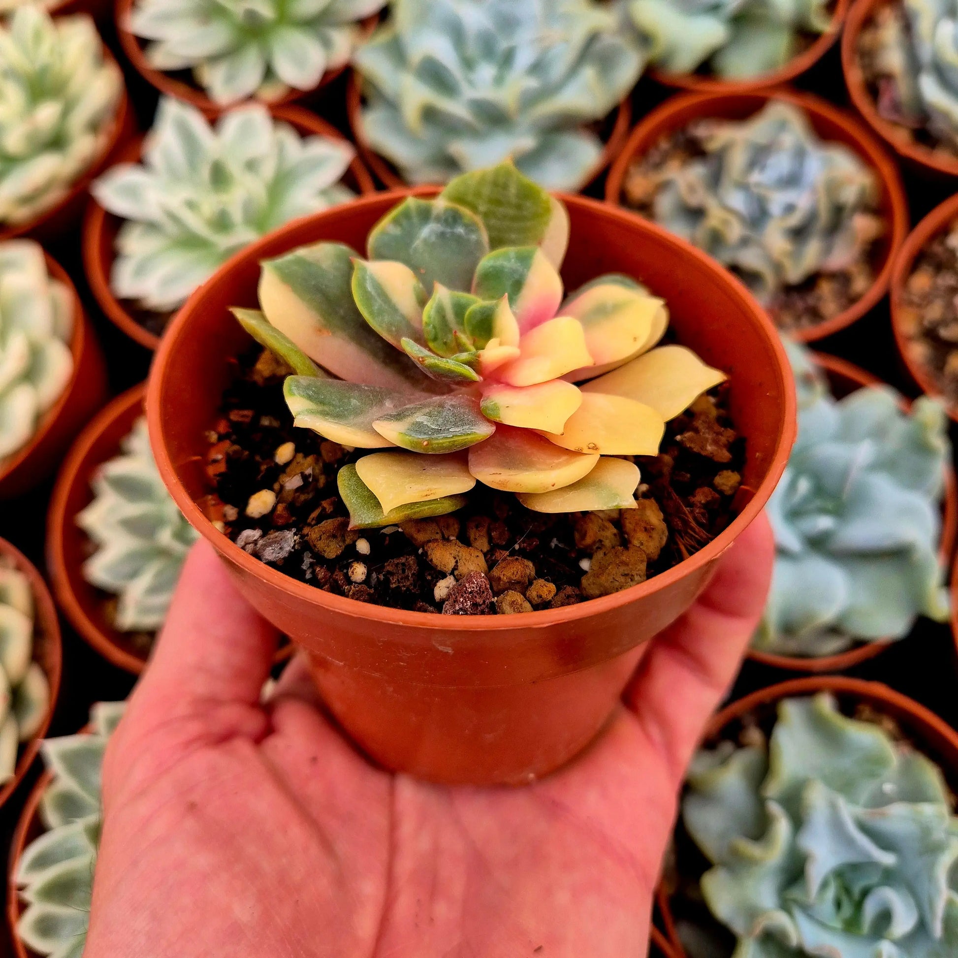 Echeveria ’Zelstar’ variegada