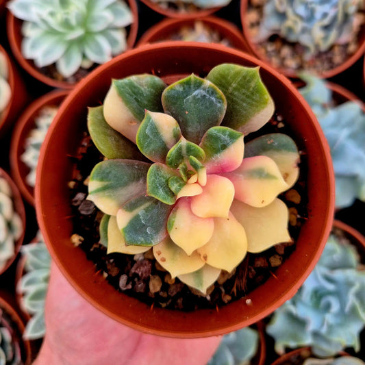 Echeveria ’Zelstar’ variegada