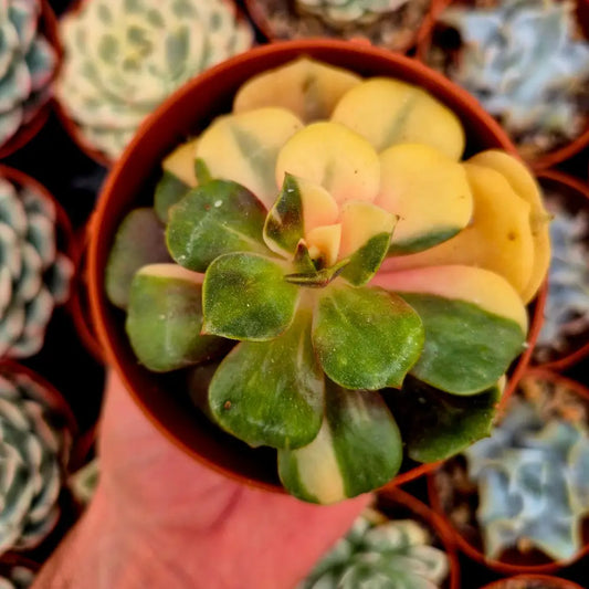 Echeveria ’Zelstar’ variegada
