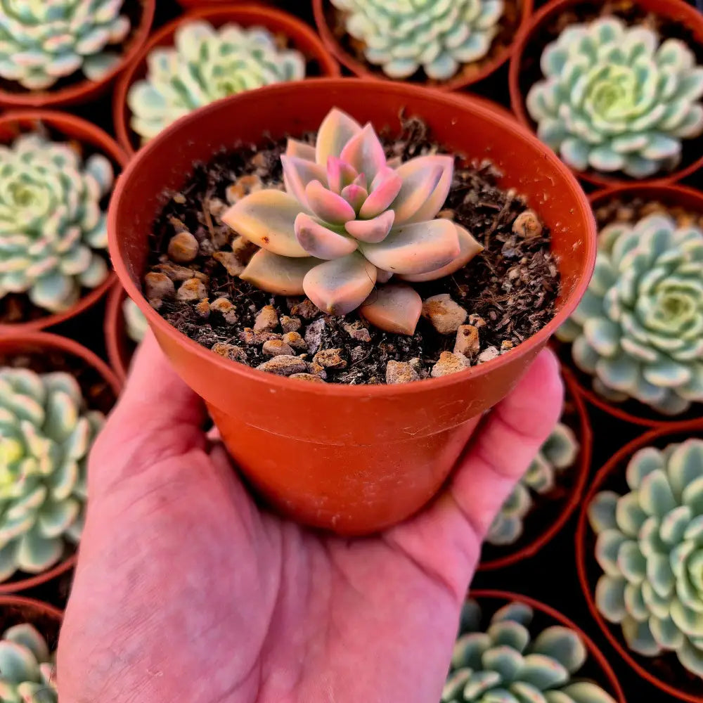 Graptopetalum ’Armands’ variegado