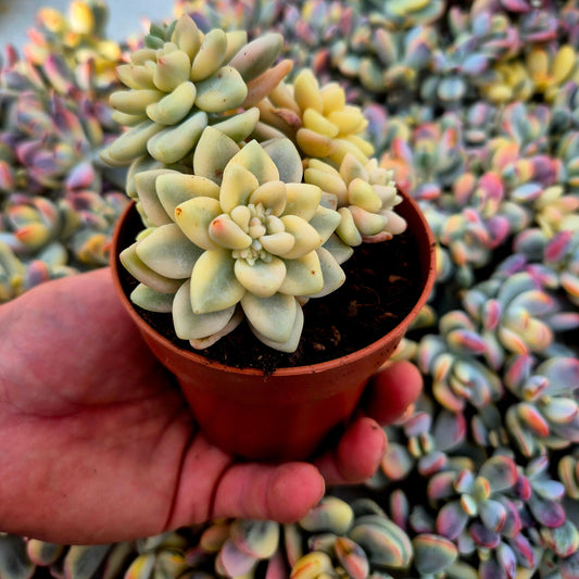 Graptopetalum mendozae variegado