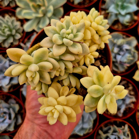 Graptopetalum mendozae variegado