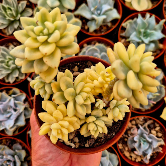Graptopetalum mendozae variegado
