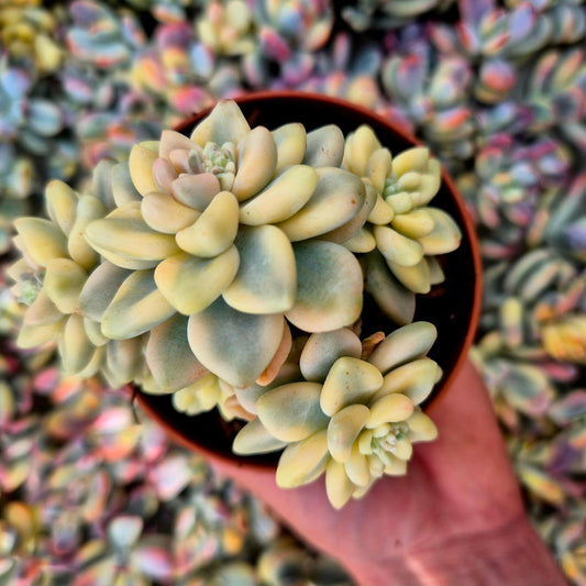 Graptopetalum mendozae variegado