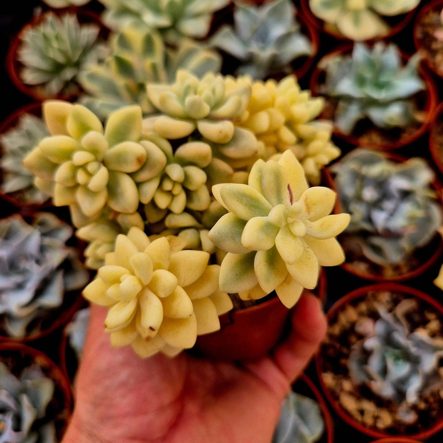 Graptopetalum mendozae variegado