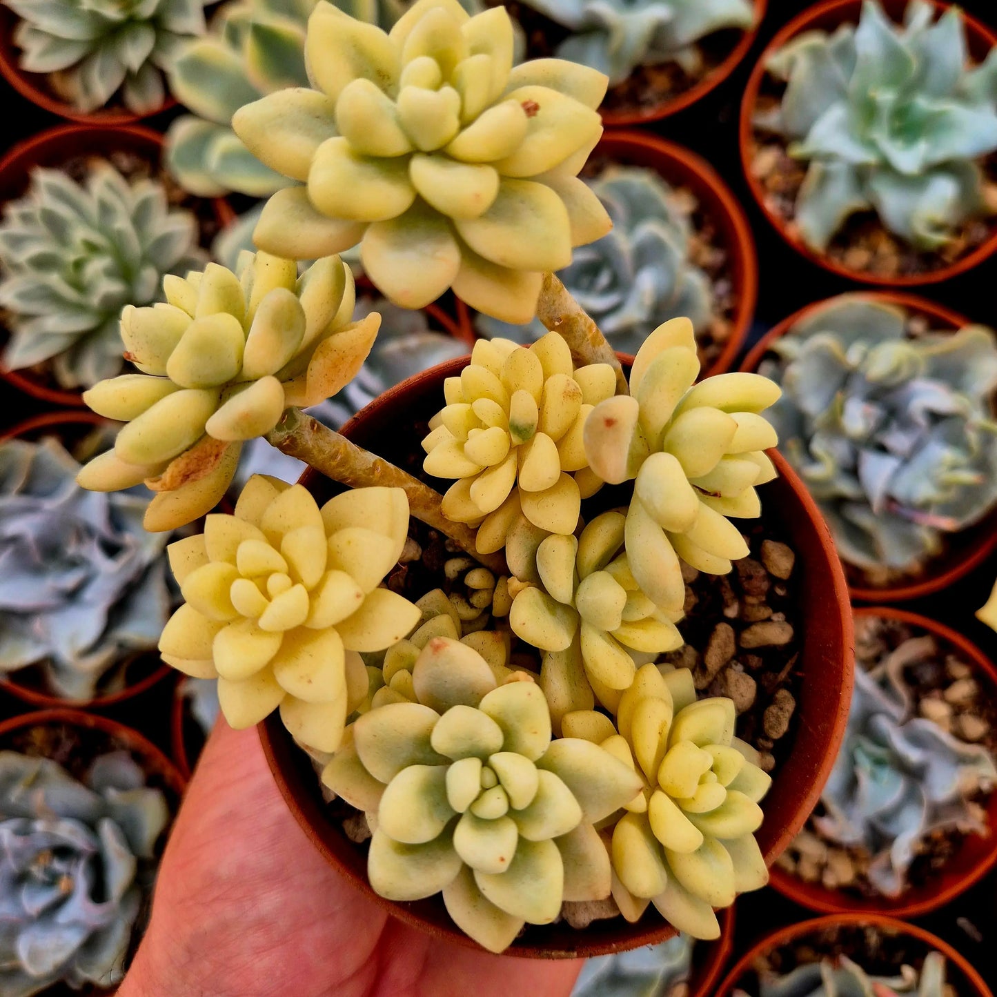 Graptopetalum mendozae variegado