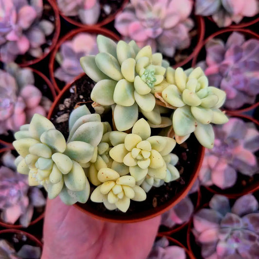 Graptopetalum mendozae variegado