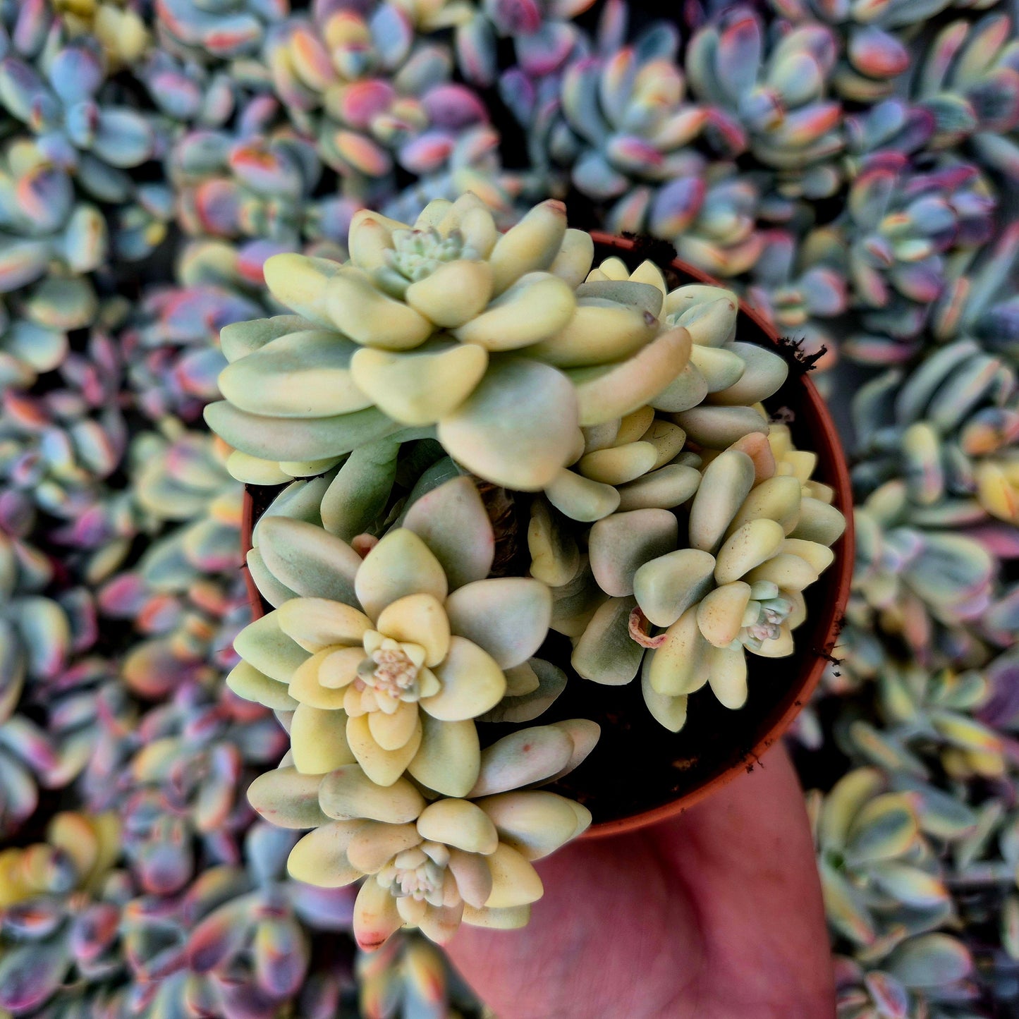Graptopetalum mendozae variegado